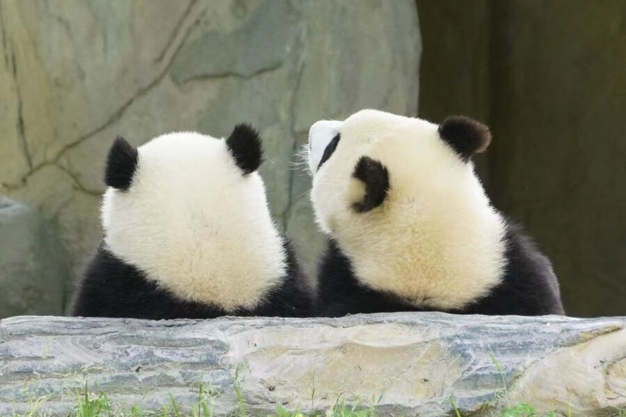 Chengdu: Private Panda Base Tour with 80 Pandas - Choosing a Second Stop After the Pandas