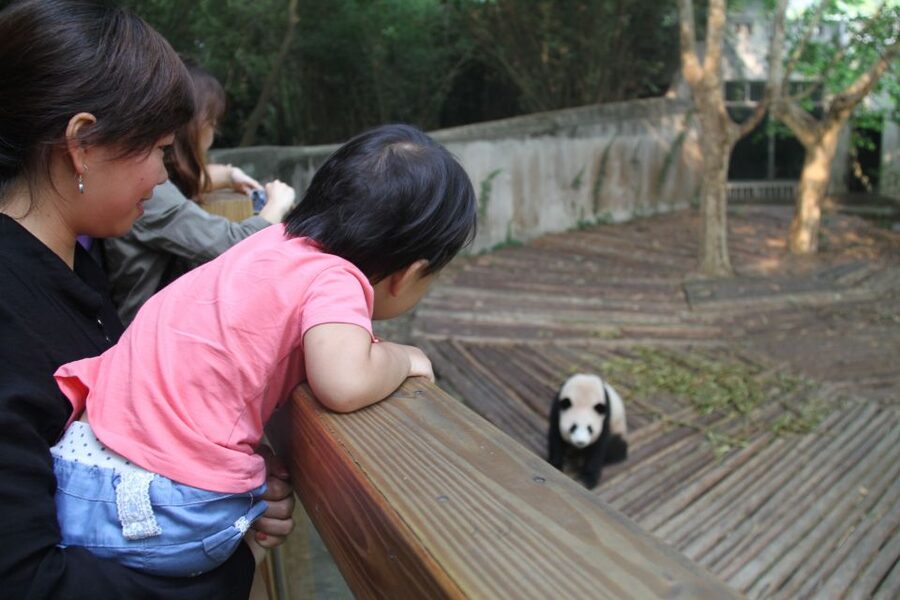 Chengdu: Private Panda Base Tour with 80 Pandas - A Private Tour at $75 Per Person