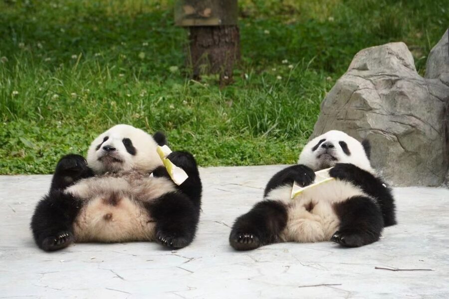 Chengdu: Private Panda Base Tour with 80 Pandas - Who Will Enjoy This Most