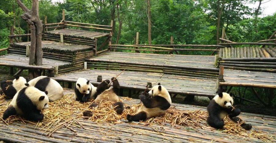 Chengdu Private Tour of Leshan Buddha and Panda Base - Meeting the Leshan Giant Buddha