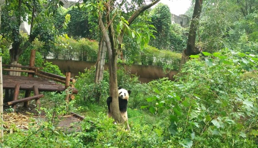 Chengdu Private Tour of Leshan Buddha and Panda Base - Who will enjoy this Chengdu day trip?