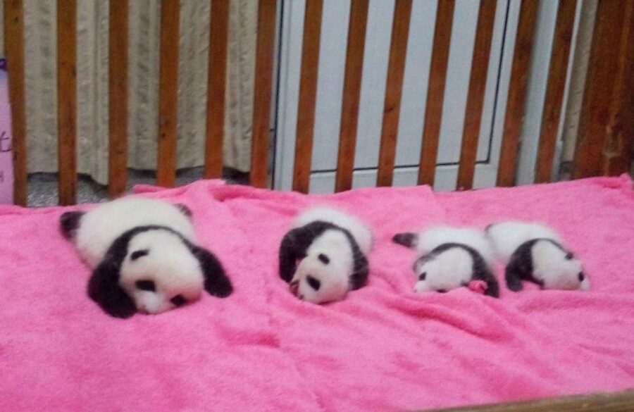 Chengdu Private Tour of Leshan Buddha and Panda Base - Practical details before you book
