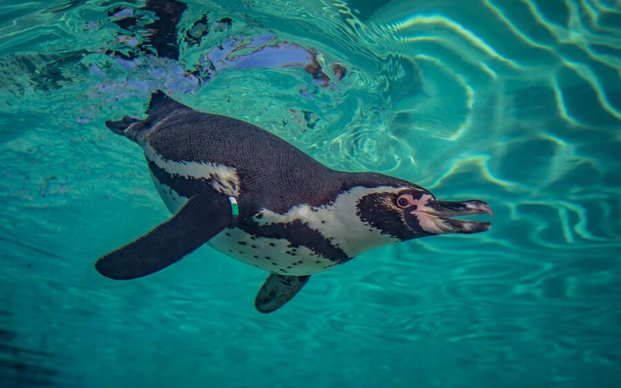 Chester: Chester Zoo Entry Ticket - Who gets the best value from this ticket
