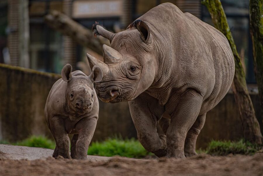 Chester: Chester Zoo Entry Ticket - Heart of Africa brings the big open spaces