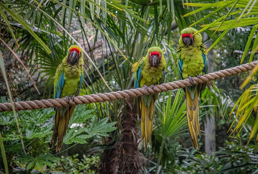 Chester: Chester Zoo Entry Ticket - Lemurs, bats, butterflies, and reptiles reward close attention