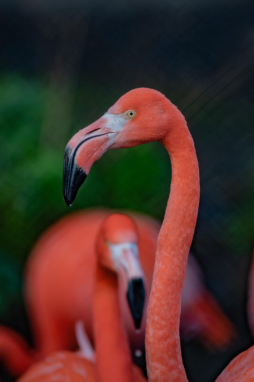 Chester: Chester Zoo Entry Ticket - How to plan your route and save your legs