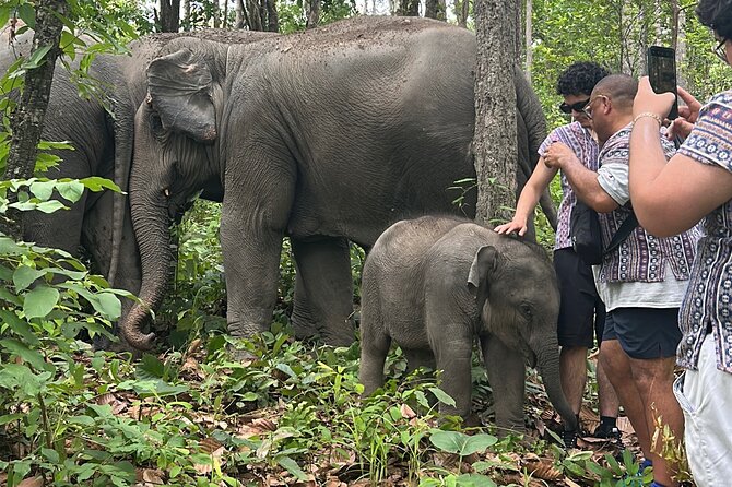 Chiang Mai 1 Day: Elephant Sanctuary, Waterfall & Bamboo Rafting - Key points to know before booking