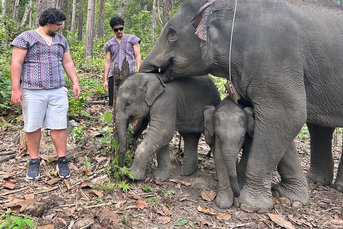 Chiang Mai 1 Day: Elephant Sanctuary, Waterfall & Bamboo Rafting - Why this Chiang Mai day is worth your time