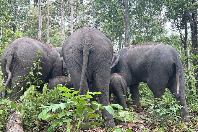 Chiang Mai 1 Day: Elephant Sanctuary, Waterfall & Bamboo Rafting - Meeting the elephants at the Karen-run sanctuary