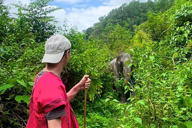 Chiang Mai 3 Activity Sunrise Suthep Temple Elephant Sanctuary - Doi Suthep before the crowds arrive