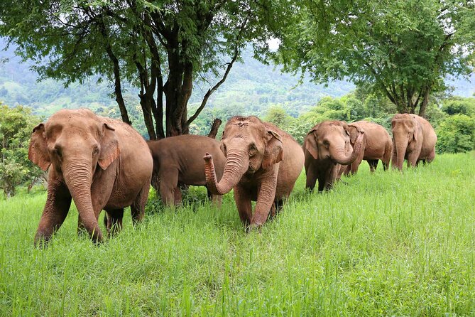Chiang Mai ATV White Water Rafting and Elephant Sanctuary Full-Day Trip - ATV tracks through rice fields and mountain country