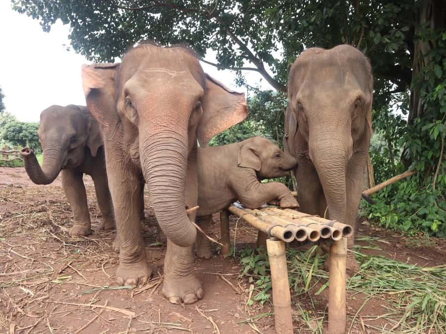 Chiang Mai: Doi Inthanon and Elephant Sanctuary Tour - Why the elephant sanctuary is the main event