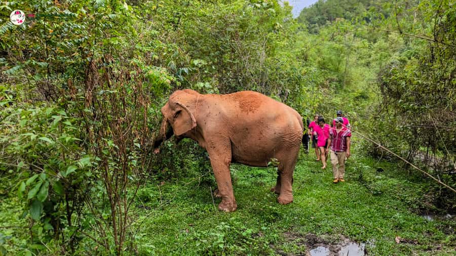 Chiang Mai: Doi Inthanon and Elephant Sanctuary Tour & Hike - Key points to know before booking