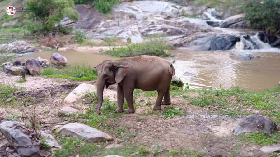 Chiang Mai: Doi Inthanon and Elephant Sanctuary Tour & Hike - Ban Mae Klang Luang and Karen coffee
