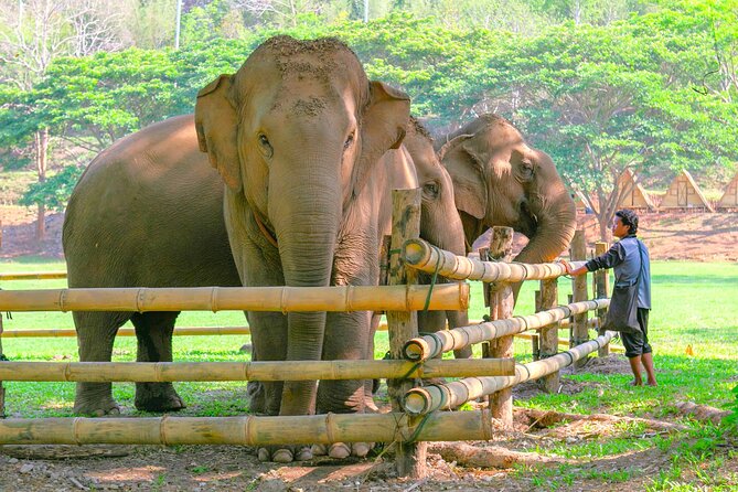 Chiang Mai Elephant Sanctuary and Sticky Waterfall Day Tour - Key points to know before booking