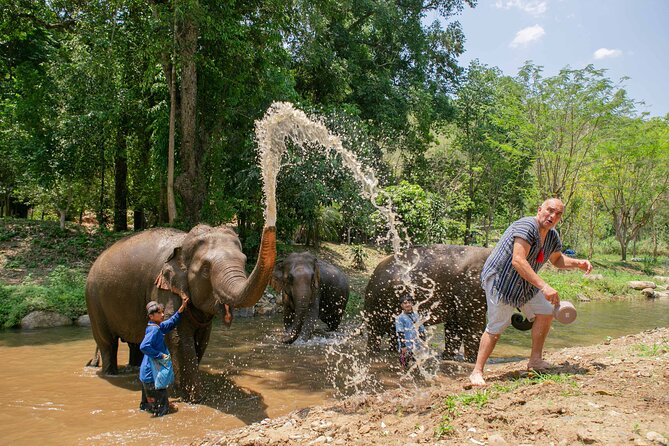 Chiang Mai Elephant Sanctuary and Sticky Waterfall Day Tour - Meeting the elephants at Lanna Kingdom Sanctuary