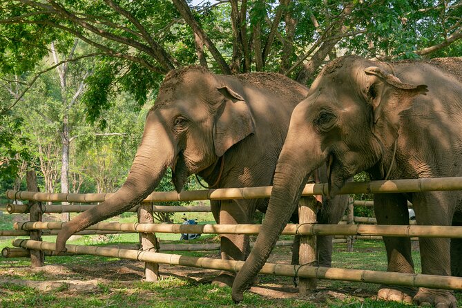 Chiang Mai Elephant Sanctuary and Sticky Waterfall Day Tour - Why the elephant section may be the heart of the day