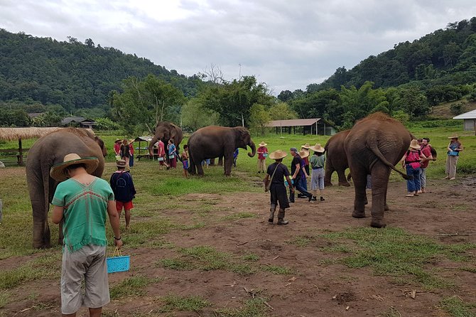 Chiang Mai Elephant Sanctuary and Temples Tour in Spanish - A full day that pairs elephants with Chiang Mai’s best temple views