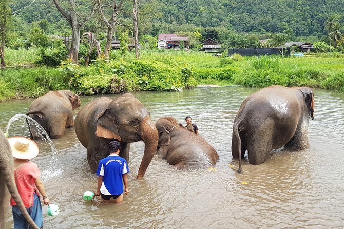 Chiang Mai Elephant Sanctuary and Temples Tour in Spanish - Getting to the elephant sanctuary