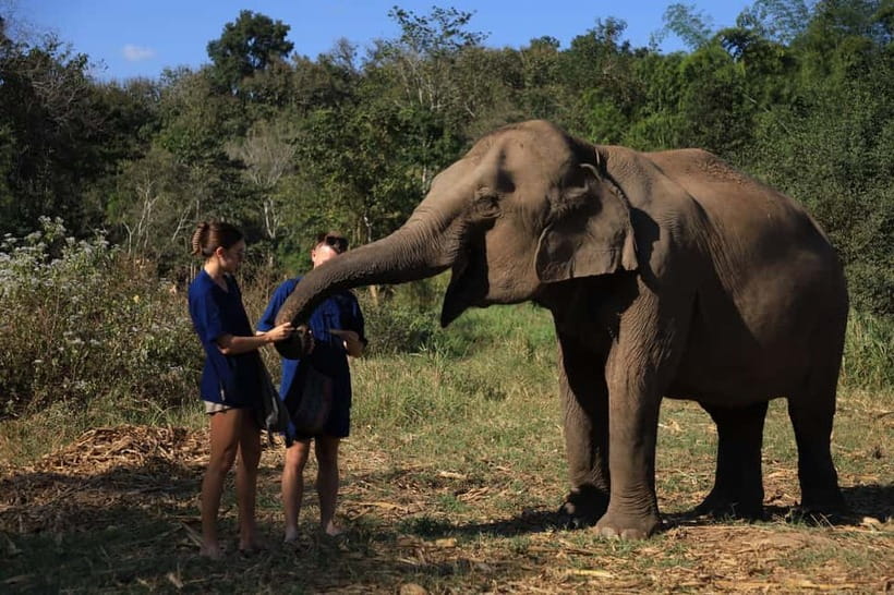 Chiang Mai: Elephant Sanctuary Bamboo Raft & Padthai Cooking - Key points to know before you book