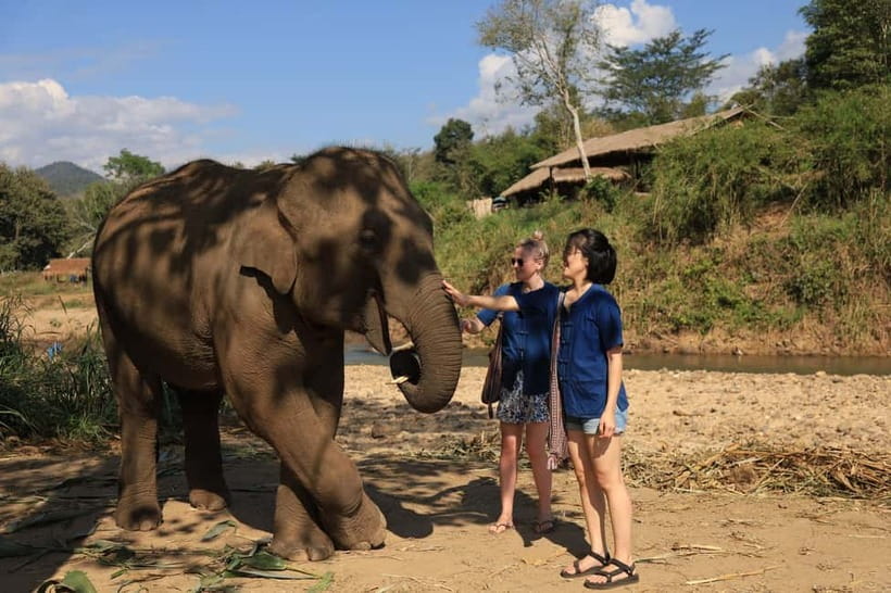 Chiang Mai: Elephant Sanctuary Bamboo Raft & Padthai Cooking - Feeding and walking with rescued elephants