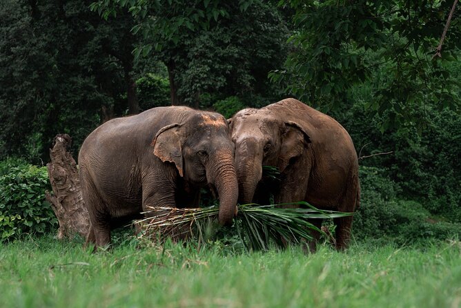 Chiang Mai Elephant Sanctuary, Bamboo Rafting and Waterfall Tour - Three Chiang Mai experiences in one long day