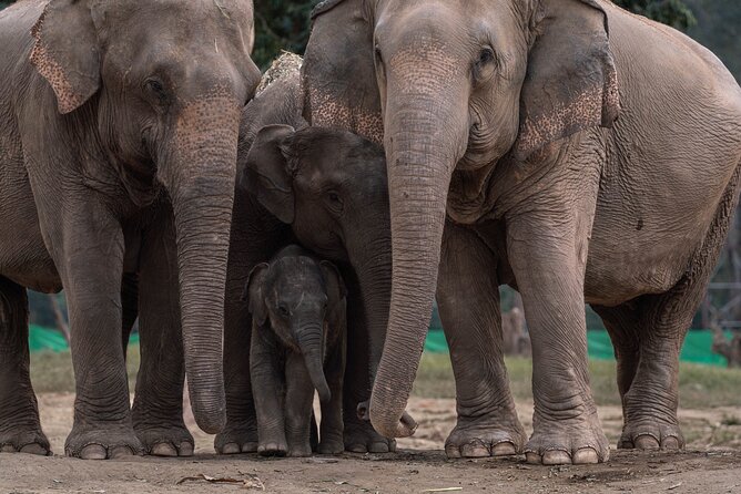 Chiang Mai Elephant Sanctuary, Bamboo Rafting and Waterfall Tour - Bamboo rafting through the forest