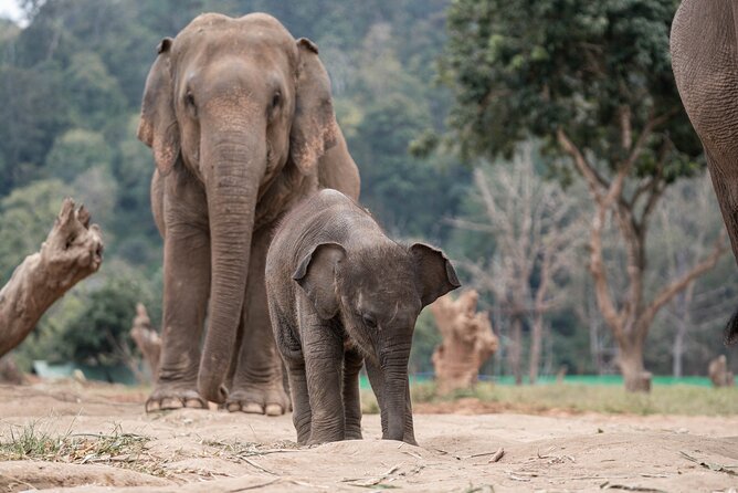 Chiang Mai Elephant Sanctuary, Bamboo Rafting and Waterfall Tour - Who should book this tour?