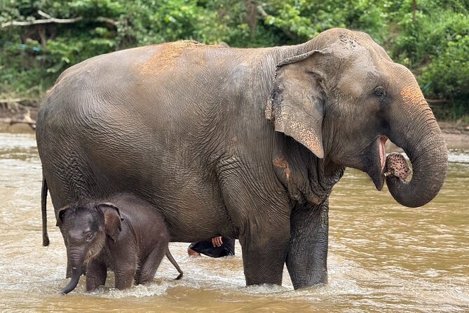 Chiang Mai Elephant Sanctuary, Bamboo Rafting and Waterfall Tour - Final call: book it for variety, skip it for a slow day