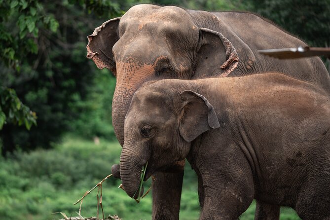 Chiang Mai Elephant Sanctuary, Bamboo Rafting and Waterfall Tour - Bua Thong Waterfall: Chiang Mai’s climbable Sticky Falls
