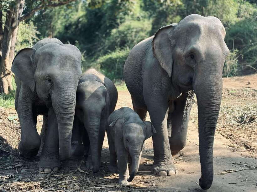 Chiang Mai: Elephant Sanctuary Feeding Program Half-Day Tour - Preparing food for elephants