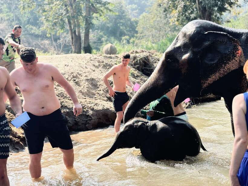 Chiang Mai: Elephant Sanctuary Feeding Program Half-Day Tour - Feeding elephants at close range