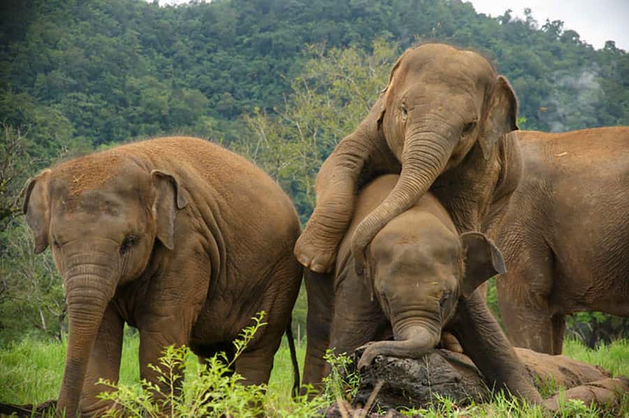 Chiang Mai: Elephant Sanctuary Guided Tour in Spanish - Feeding elephants with bananas