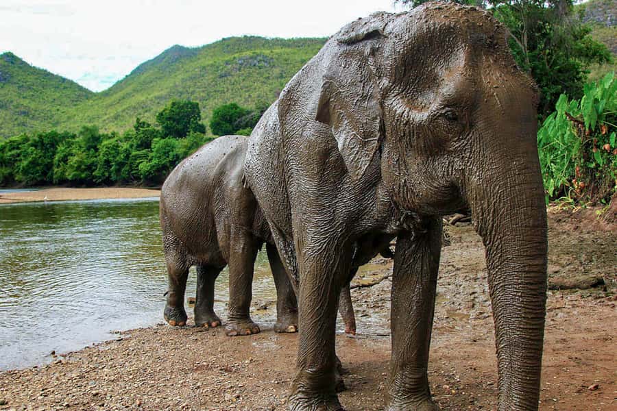 Chiang Mai: Elephant Sanctuary Guided Tour in Spanish - Walking through the jungle beside the elephants