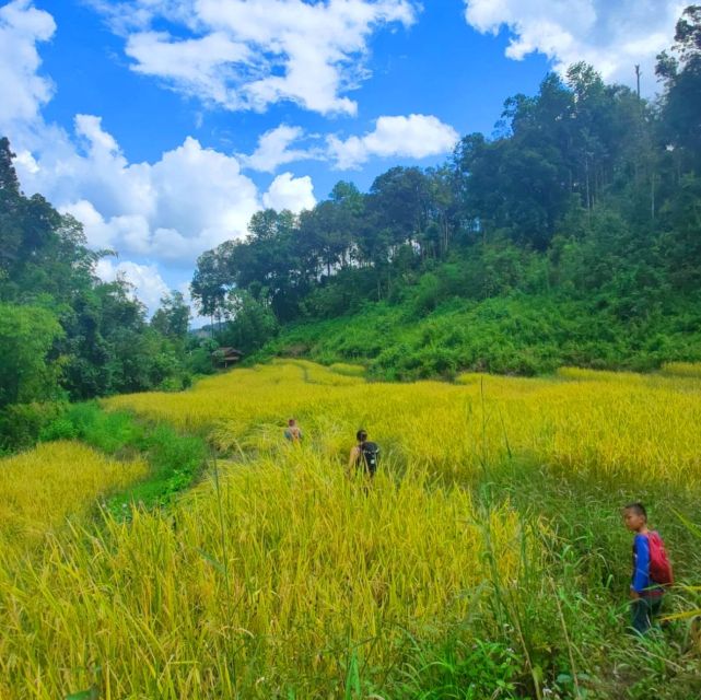 Chiang Mai: Elephant Sanctuary & Jungle Trek w/ Waterfall - A full day in Mae Wang, south of Chiang Mai