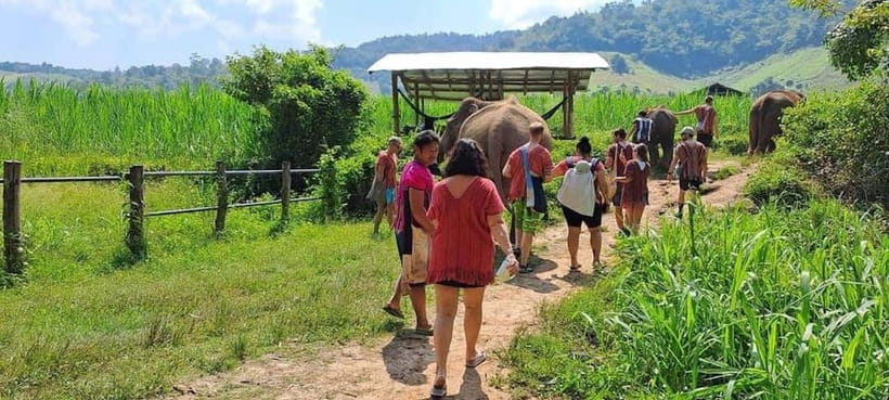 Chiang Mai: Elephant Sanctuary Local Hill Tribe Caretakers - Feeding, mud, and river time
