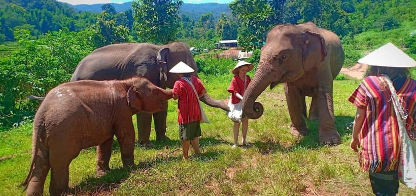 Chiang Mai: Elephant Sanctuary Local Hill Tribe Caretakers - Hiking one hour to Mae Wang Waterfall