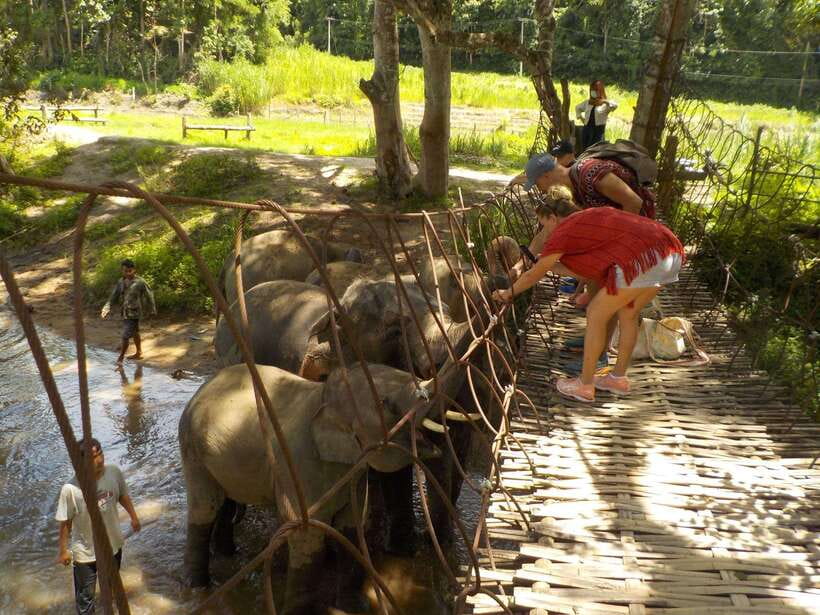 Chiang Mai: Elephant Sanctuary Local Hill Tribe Caretakers - How the timing really works