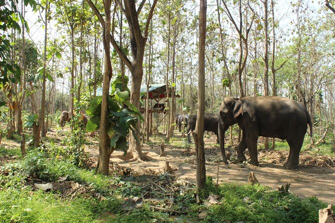 Chiang Mai Elephant Sanctuary Small Group Ethical Tour - Meeting Chiang Mai’s Rescued Elephants