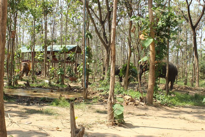Chiang Mai Elephant Sanctuary Small Group Ethical Tour - What the Morning and Afternoon Programs Feel Like