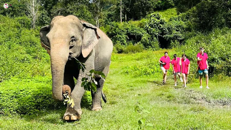 Chiang Mai: Elephant Sanctuary & Suthep Temple Sunrise View - Watching elephants without turning them into performers