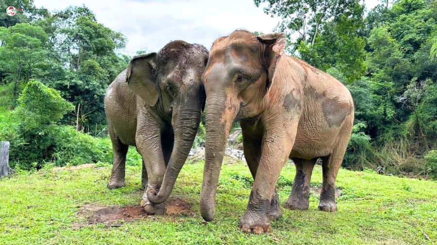Chiang Mai: Elephant Sanctuary & Suthep Temple Sunrise View - What the $78 price includes