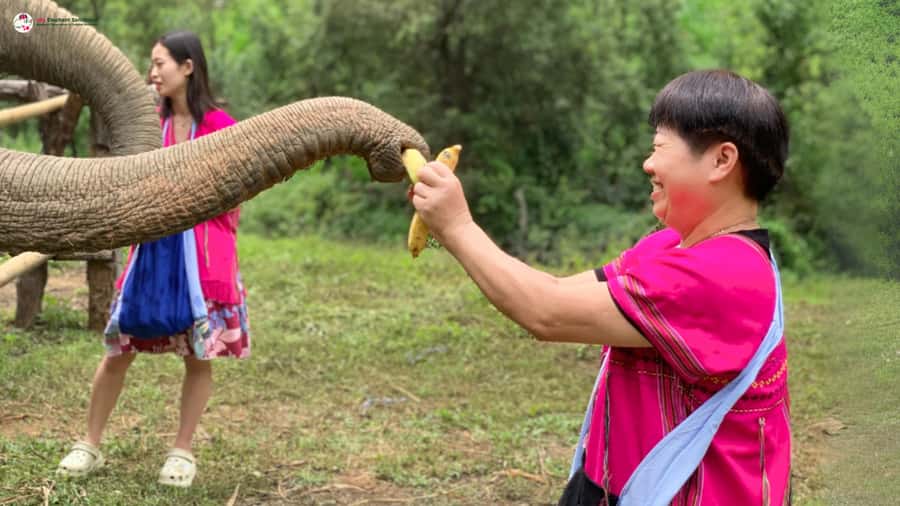 Chiang Mai: Elephant Sanctuary & Suthep Temple Sunrise View - Who will enjoy this most