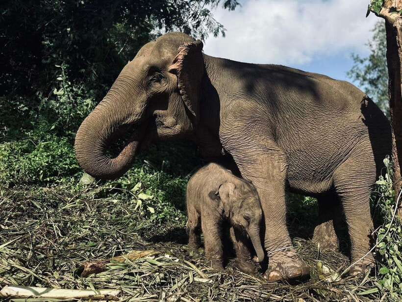 Chiang Mai: Elephant Sanctuary, Waterfall & Bamboo Rafting - Key points at a glance