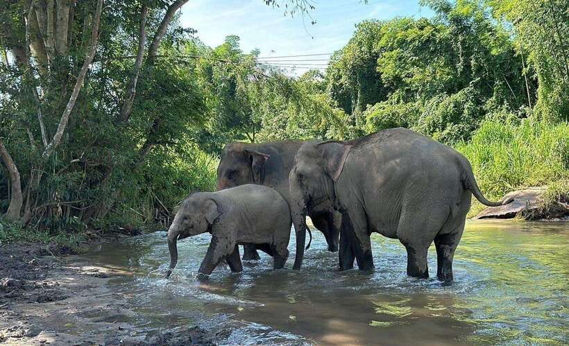 Chiang Mai: Elephant Sanctuary, Waterfall & Bamboo Rafting - Thai lunch and a slower midday break