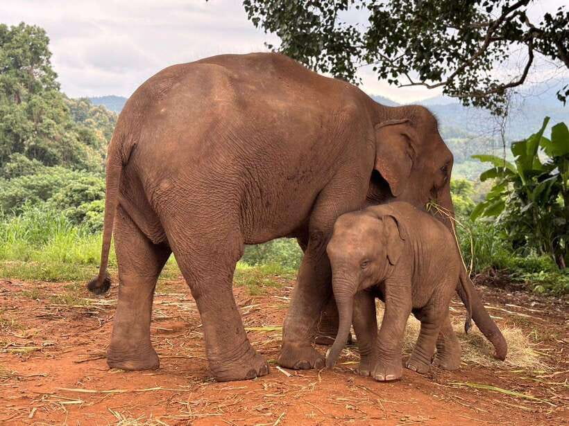 Chiang Mai: Elephant Sanctuary & Waterfall Group Tour - Key points at a glance