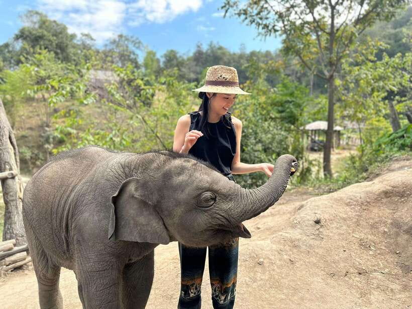 Chiang Mai: Elephant Sanctuary & Waterfall Group Tour - Who should book this day trip