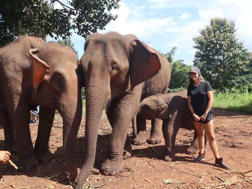 Chiang Mai: Elephant Sanctuary & Waterfall Group Tour - Meeting Pon Elephant Thailand and hearing the stories