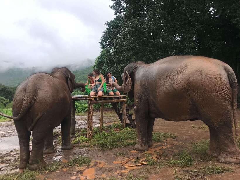 Chiang Mai: Elephant Sanctuary & Waterfall Group Tour - Feeding and walking beside the elephants