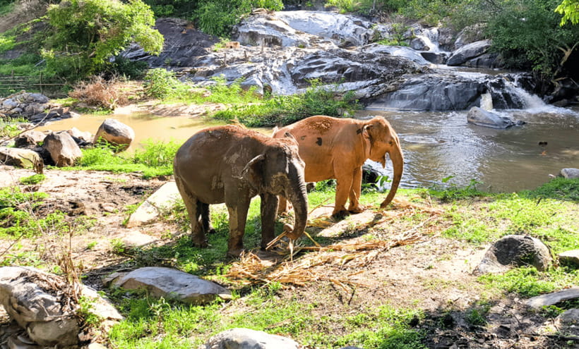 Chiang Mai: Ethical Half Day Elephant Sanctuary & Waterfall - Key points at a glance